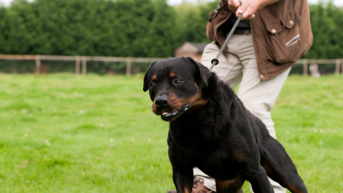 A large black rottweiler pulls forwards on lead while the owners pulls backwards